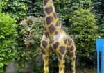 giraffa_allestimento